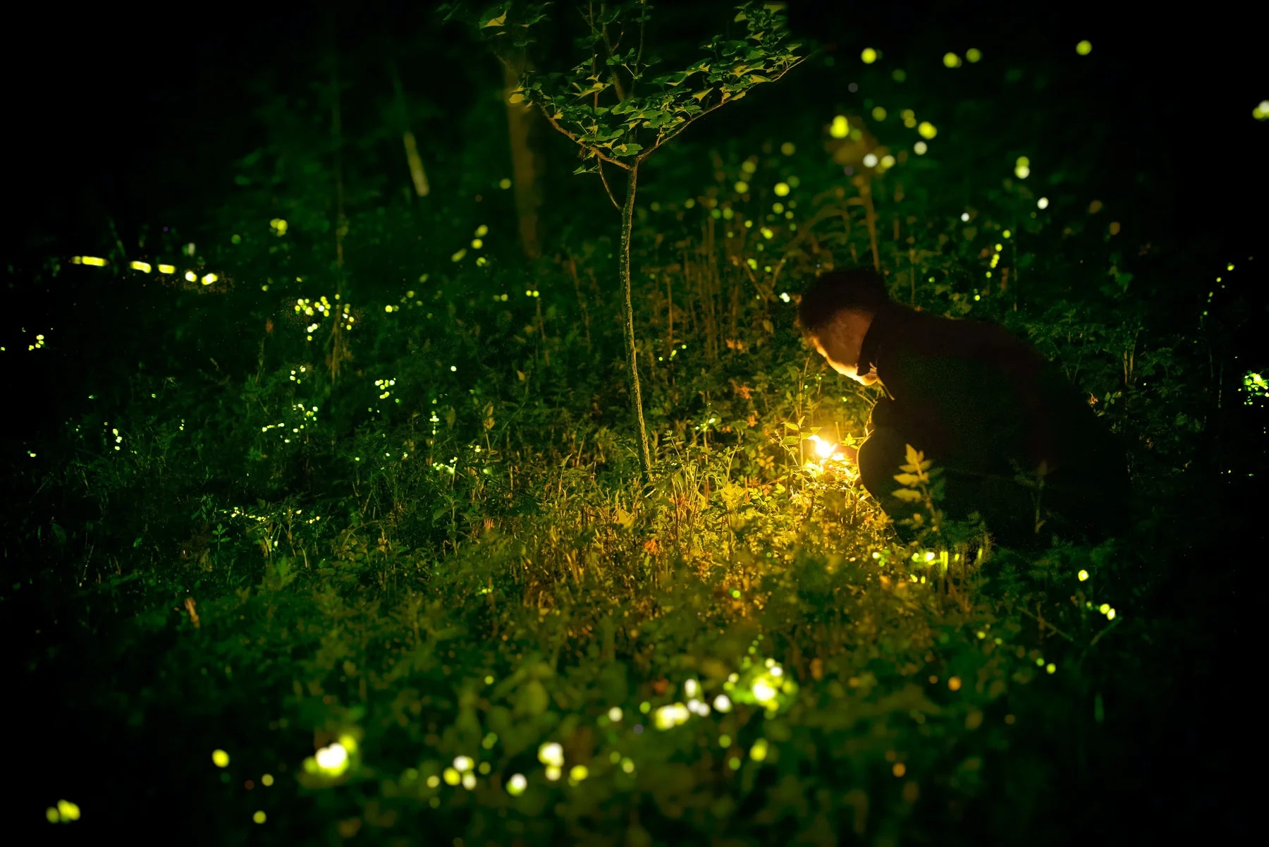 Firefly Lights